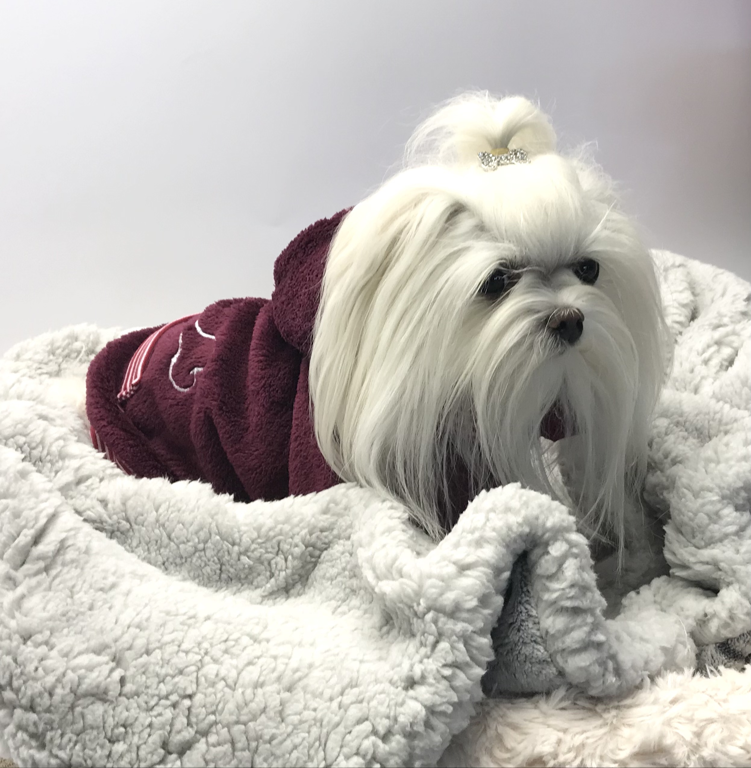 Hundepullover für Weibchen BONE Weinrot