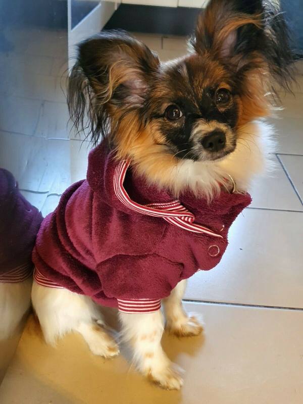 Hundepullover für Weibchen BONE Weinrot