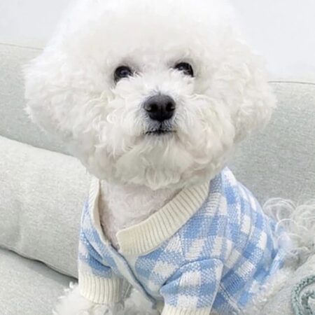 Hundepullover mit Knöpfen für Hunde BLAU/CREME