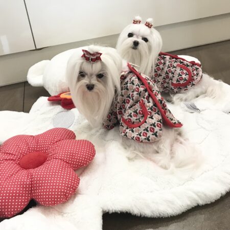 Hundepullover mit Knöpfen für Hunde Rote Blumen