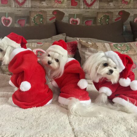 Hundepullover,Hunde Pulli * LITTLE SANTA*Dogszone