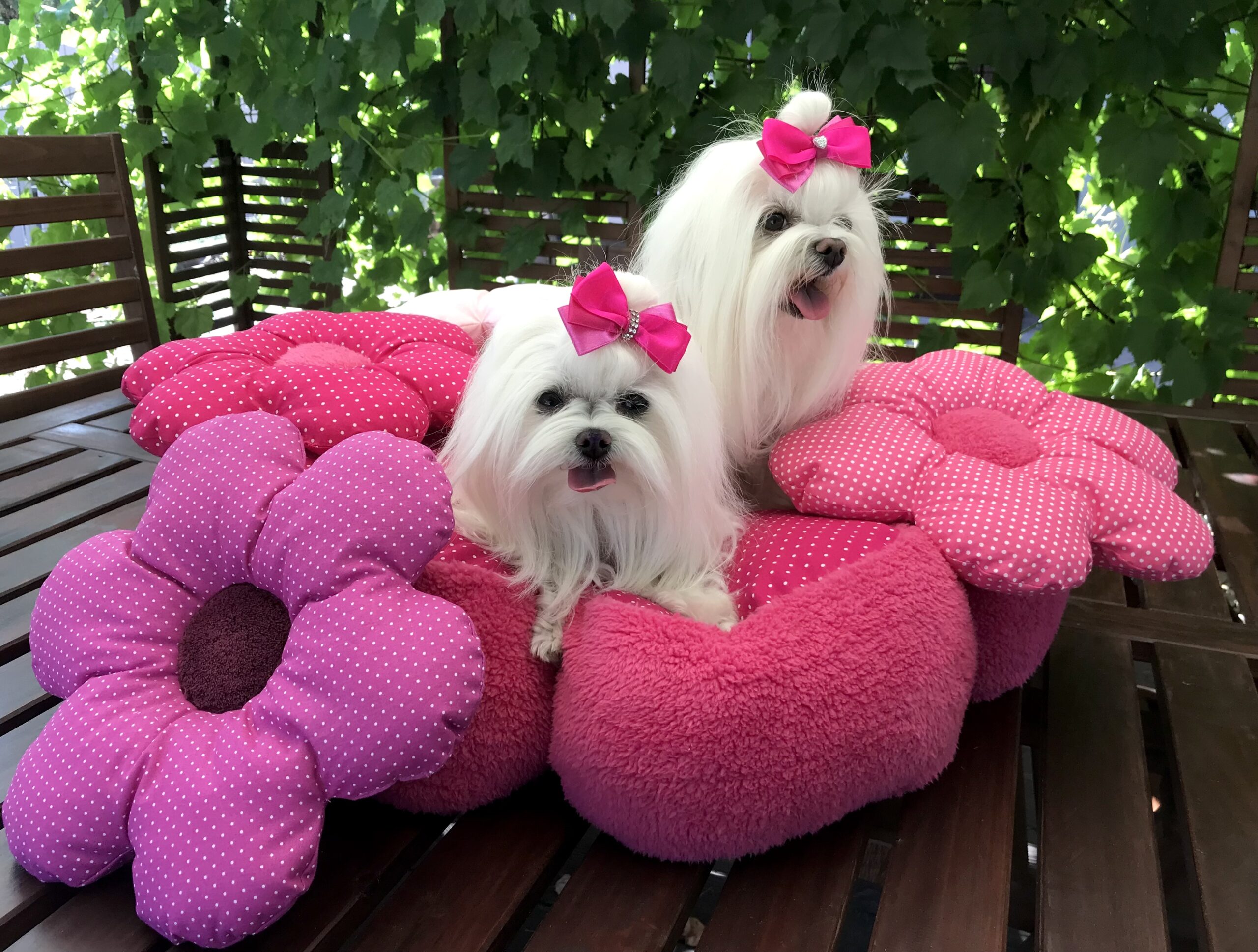 Hundeschleife Satin Elegance Herz