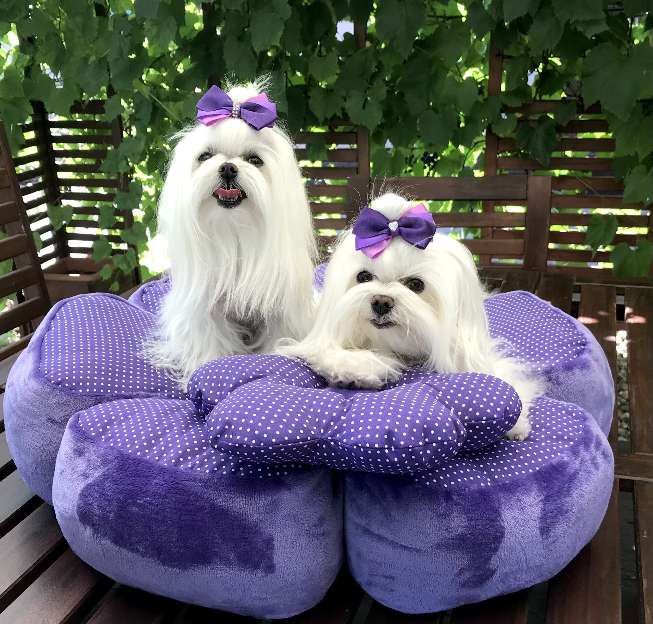 Hundeschleife Satin Elegance Herz