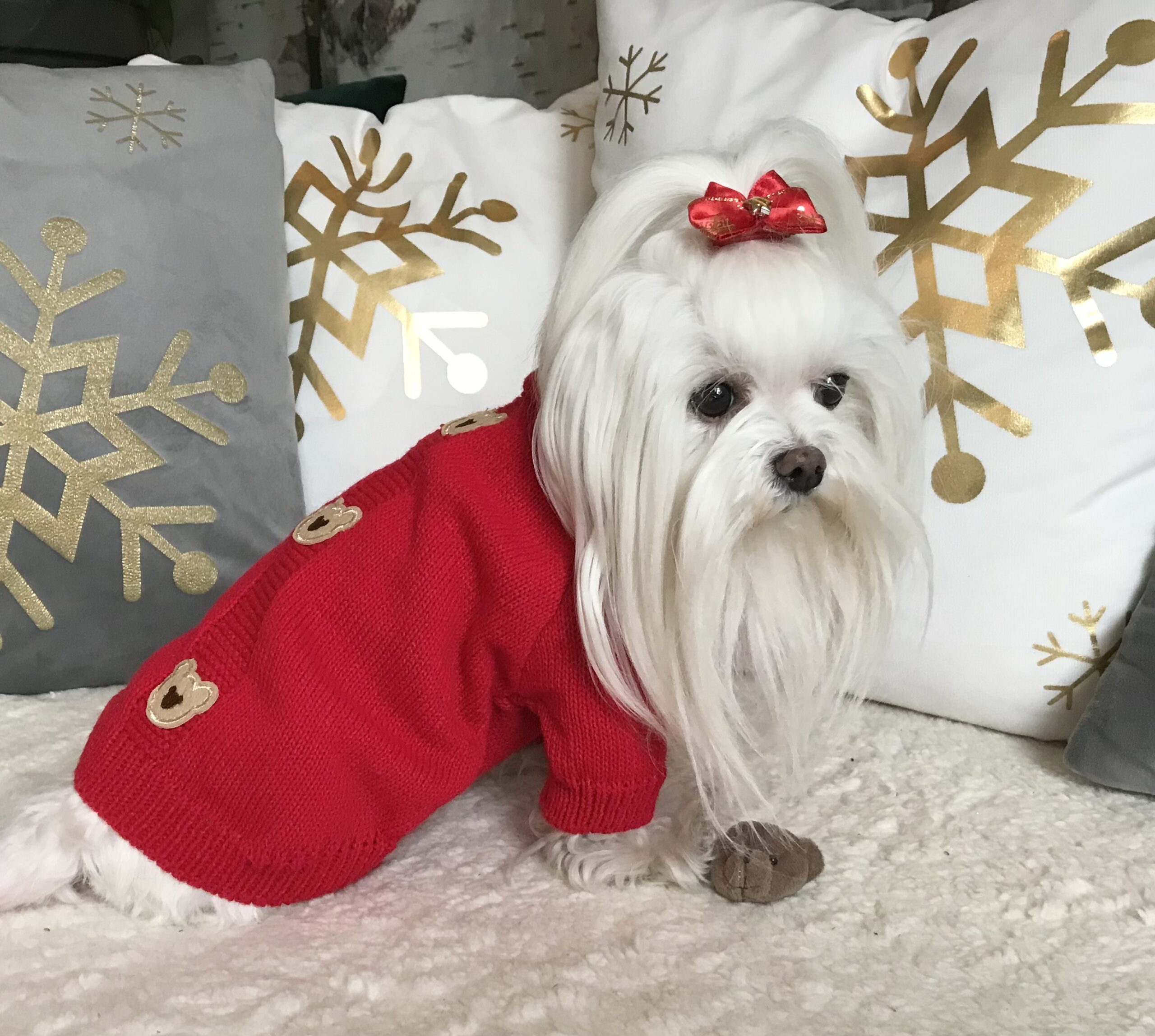 Hundeschleife Weihnachten Rot-Gold 1