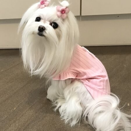 Hundeshirt T-Shirt Rosa JENNY