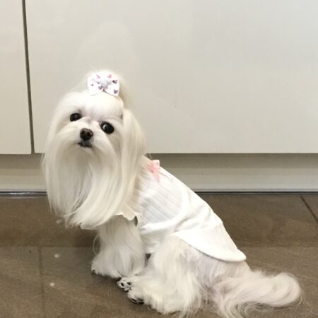Hundeshirt T-Shirt Weiß TINA
