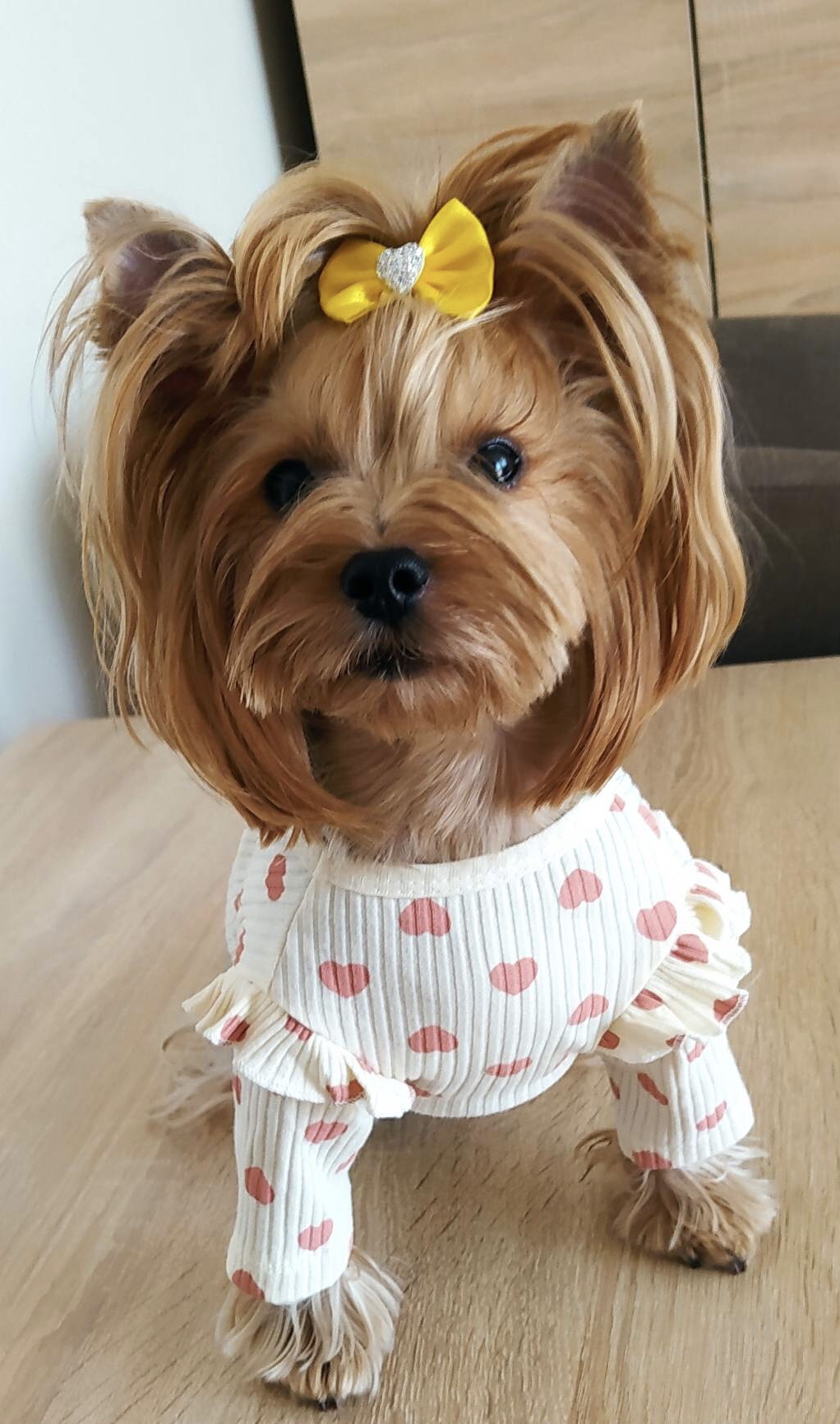 Hundeshirt T-Shirt Creme mit Herzen CAROLINE