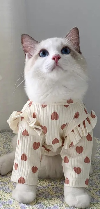 Hundeshirt T-Shirt Creme mit Herzen CAROLINE