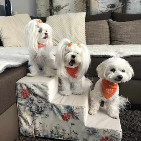 Hundetreppe DogsZone FLOWER Gr.S/3 EINZELSTÜCK