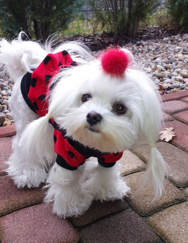 Jogger ,Pullover für Hunde DogsZone * BELLA *EINZELSTÜCk XXL