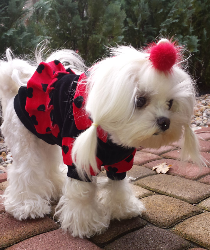 Jogger ,Pullover für Hunde DogsZone * BELLA *EINZELSTÜCk XXL