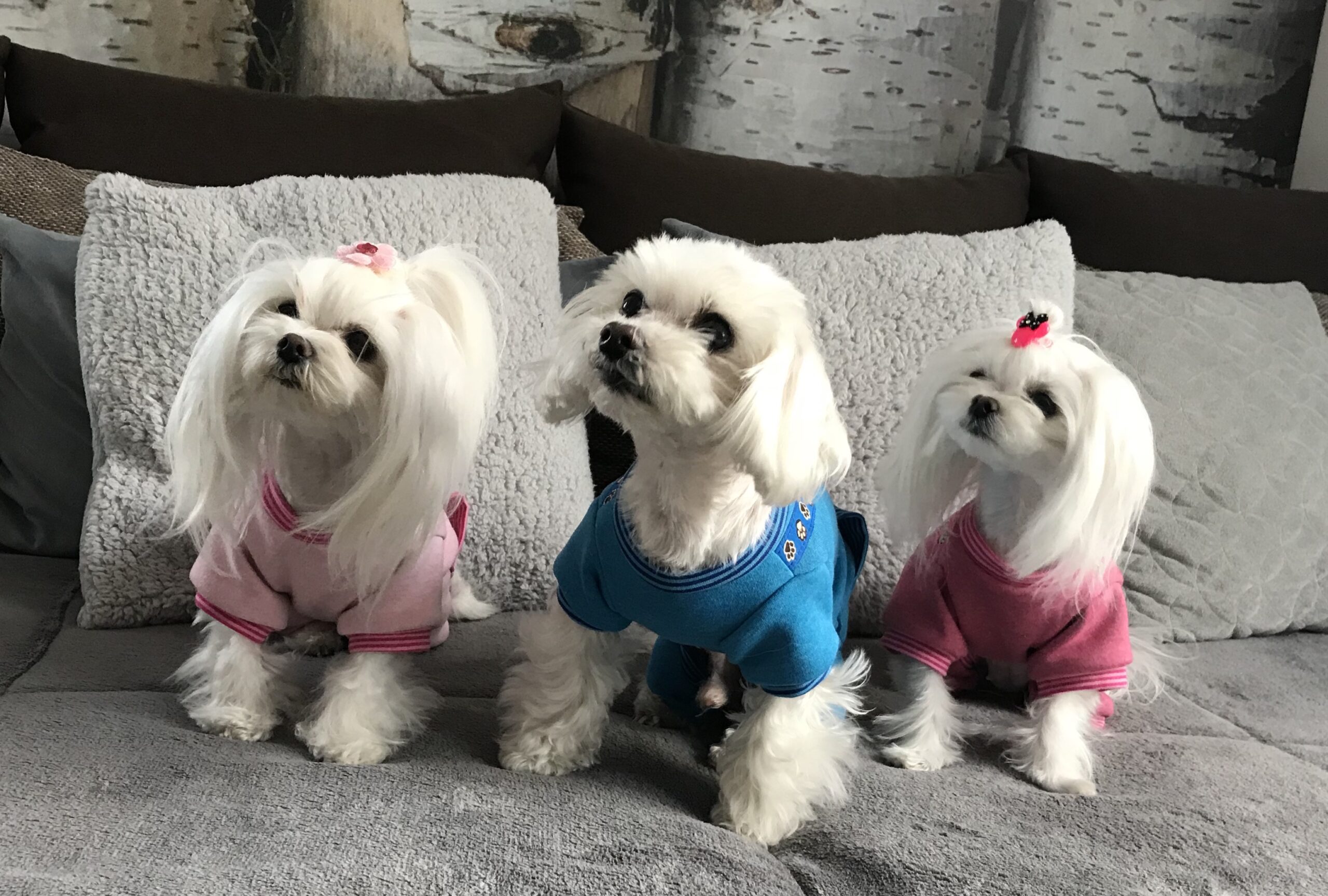 Jogginganzug * BLUE PAW *Hausanzug