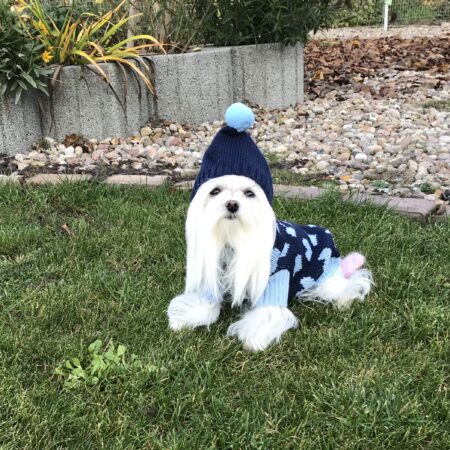 Kaputzen Hundepullover ,Strickpullover für Hunde BLUE HERZ