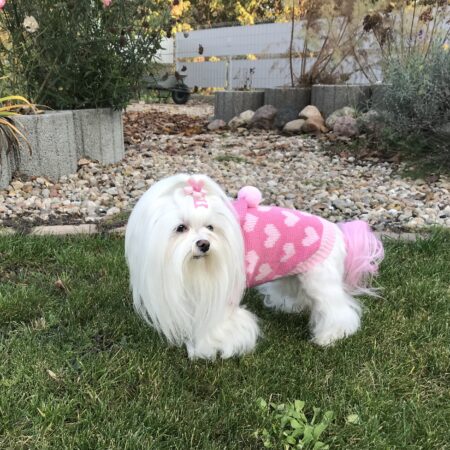 Kaputzen Hundepullover ,Strickpullover für Hunde PINK HERZ