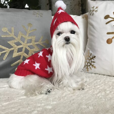 Kaputzen Hundepullover ,Strickpullover für Hunde RED STAR