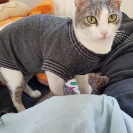 Katzen und Hunde OP Body  Schutzhose GRAU NEW
