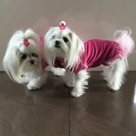 Katzen und Hunde OP Body Schutzhose PINK NEW