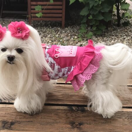 Kleidchen Shirt DOG BIG CROWN für Hunde