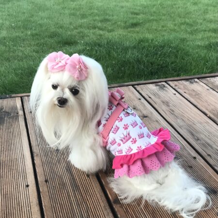 Kleidchen Shirt DOG CROWN für Hunde