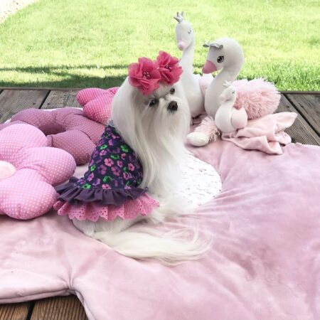 Kleidchen Shirt  GARDEN OF DREAMS für Hunde