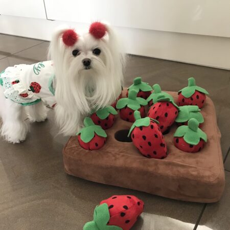 Kleidchen , Shirt LOVELY STRAWBERRY Summer