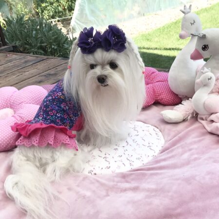 Kleidchen Shirt MAGIC GARDEN für Hunde