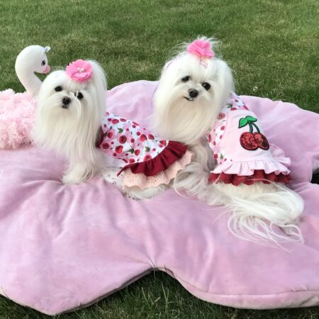 Kleidchen Shirt SWEET BIG CHERRY für Hunde