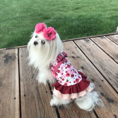 Kleidchen Shirt SWEET CHERRY für Hunde