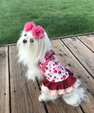Kleidchen Shirt SWEET CHERRY für Hunde