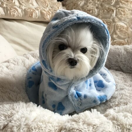 LEO Doppelseitiger Bademantel Wärmer für Hunde