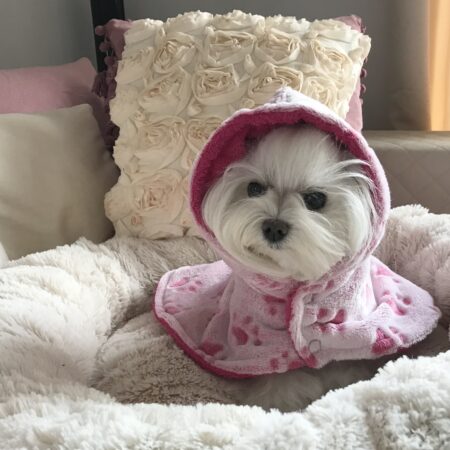 LUNA Doppelseitiger Bademantel Wärmer für Hunde