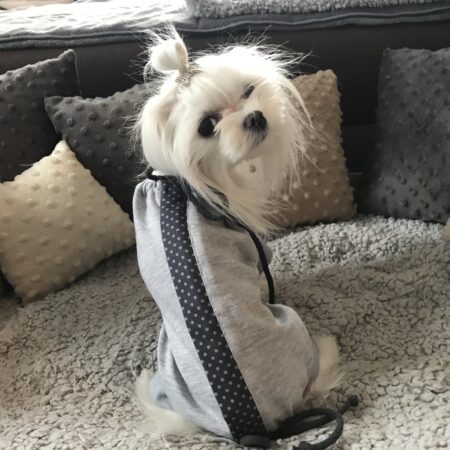 OP Body Hemd für Hunde GREY LIGHT