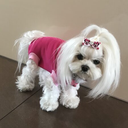 OP Body Hunde Body EXTRA für Weibchen PINK
