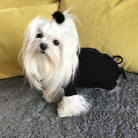 OP Body Hunde Body aus Baumwolle BLACK