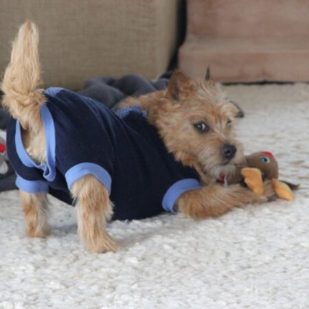 OP Body Hunde Body aus Baumwolle DARK BLUE