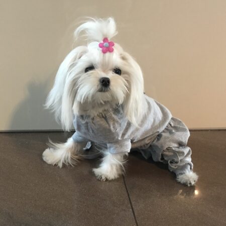 OP HEMD BODY mit Hinterbeinen für Hunde