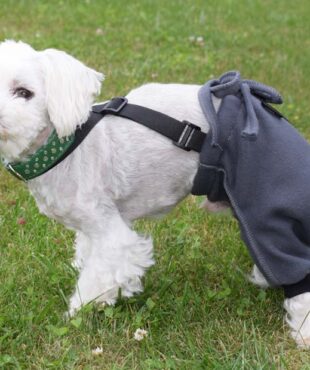 OP HOSE aus Fleece für Hinterbeine Hunde Operation,Hüftoperation