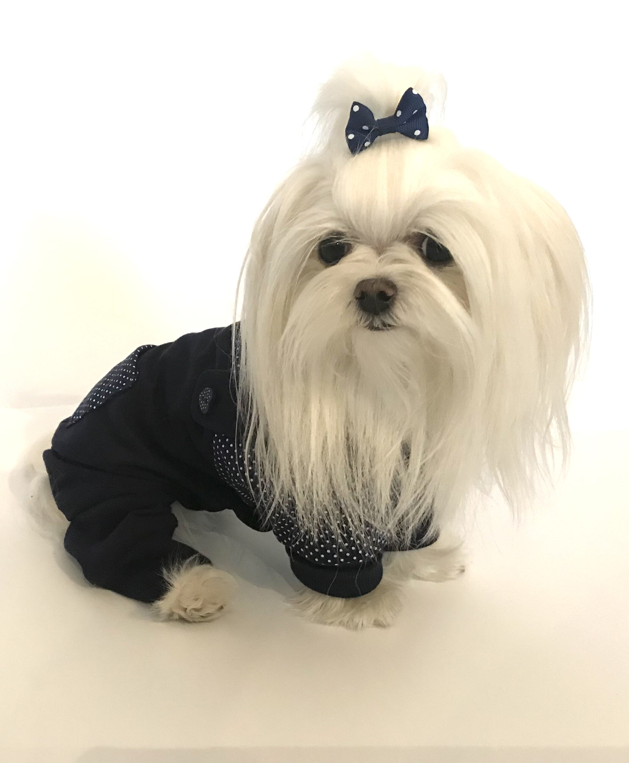 Pyjama Jogginganzug * DARKBLUE DOTS *Hausanzug