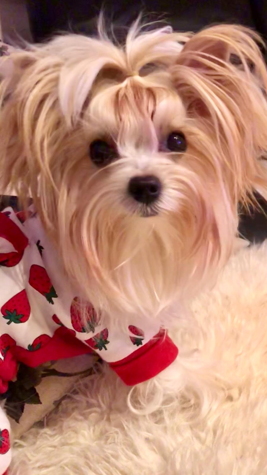 Pyjama Jogginganzug * PEARL STRAWBERRY *Hausanzug