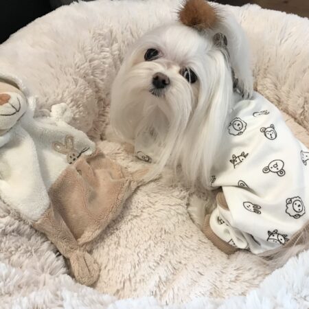 Pyjama,Anzug,Hausanzug ANIMALS mit Lätzchen