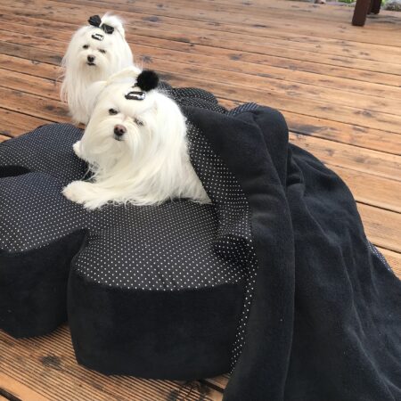 RIESEN BLUME BLACK Hundebett Limited Edition