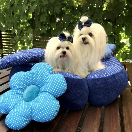 RIESEN BLUME Hundebett Limited Edition BLAU