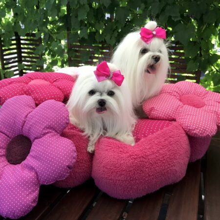 RIESEN BLUME Hundebett Limited Edition PINK