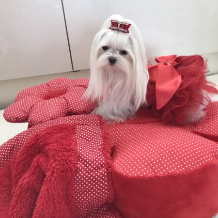 RIESEN BLUME RED Hundebett Limited Edition