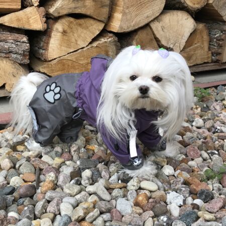 Regenanzug für Hunde PURPLE GIRL mit D-Ring extra für Weibchen