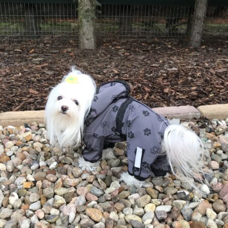 Regenanzug für Hunde TATZE GRAU  mit D-Ring