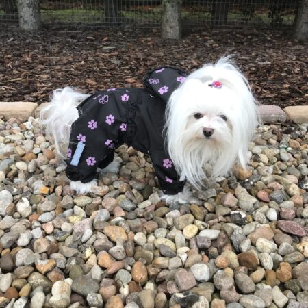 Regenanzug für Hunde TATZE LILA mit D-Ring extra für Weibchen