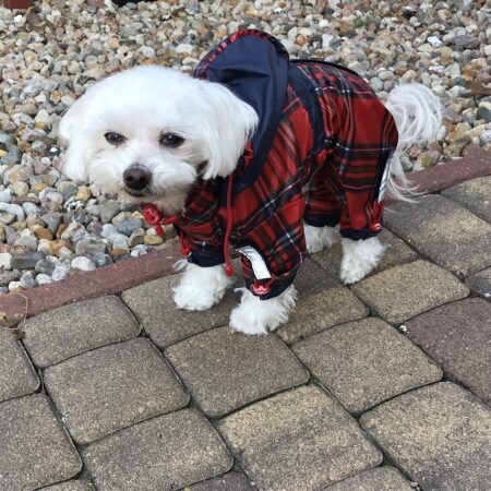 Regenanzug für Hunde * Schottland * mit D-Ring