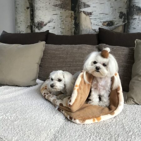 Schlafsack ,Decke ,Spielplatz für Hunde BEIGE PAWS
