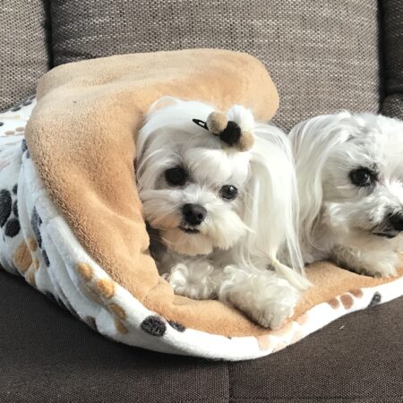 Schlafsack ,Decke ,Spielplatz für Hunde CREME PAW
